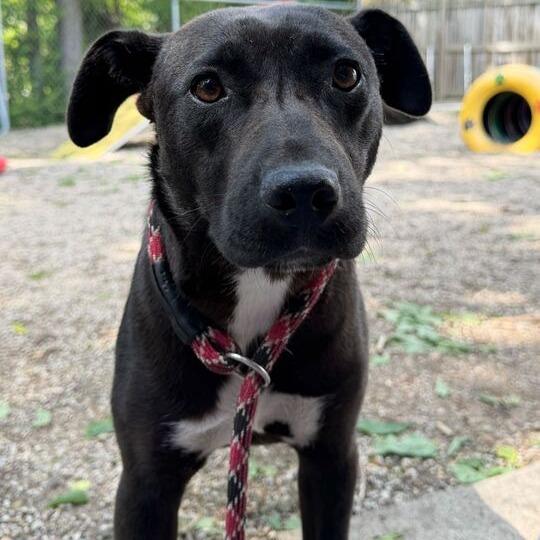 Enlarge Love Bug, a Adoptable Pit Bull Terrier in Dayton, OH image 6/6