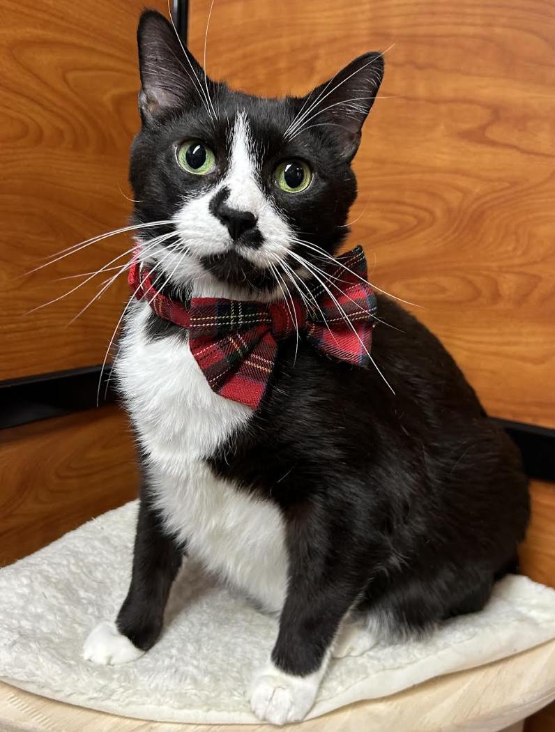 Mustache, adopted, Young Male Domestic Short Hair.