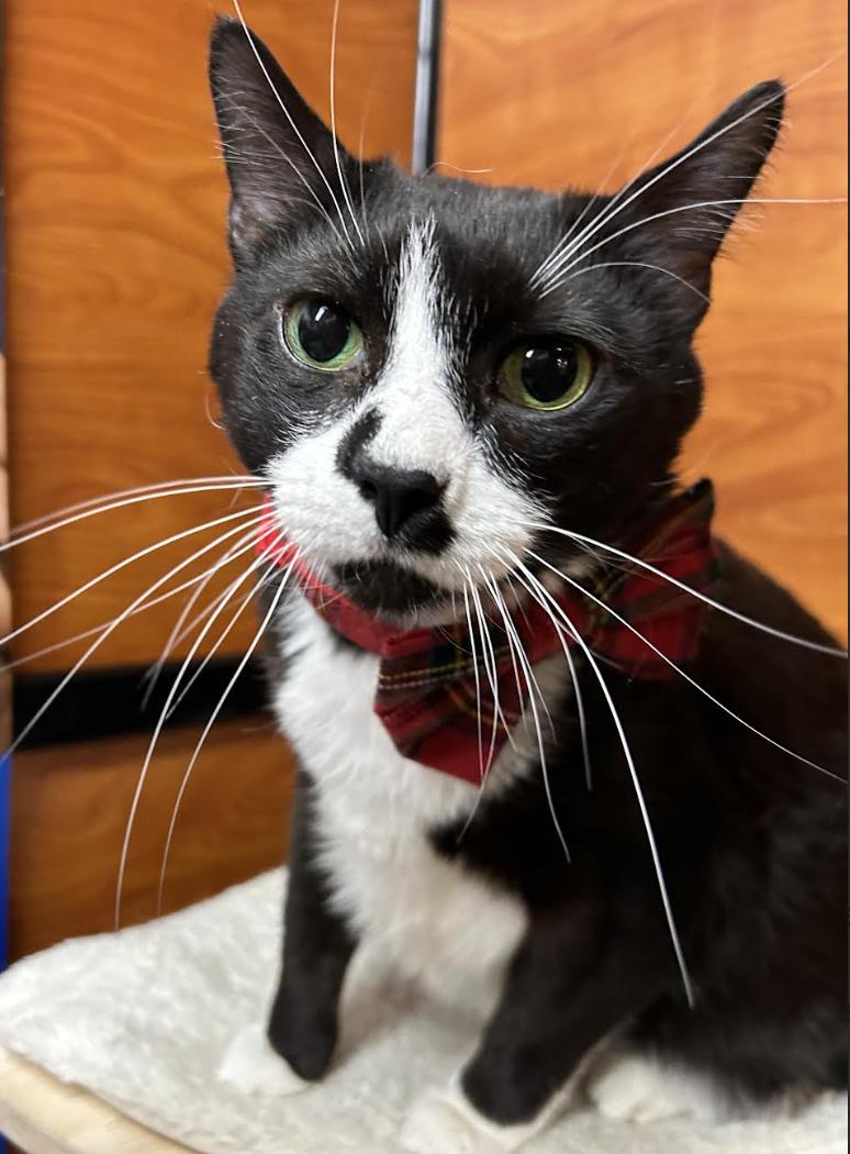 Mustache, an adopted Domestic Short Hair in Greenburgh, NY image 4/5