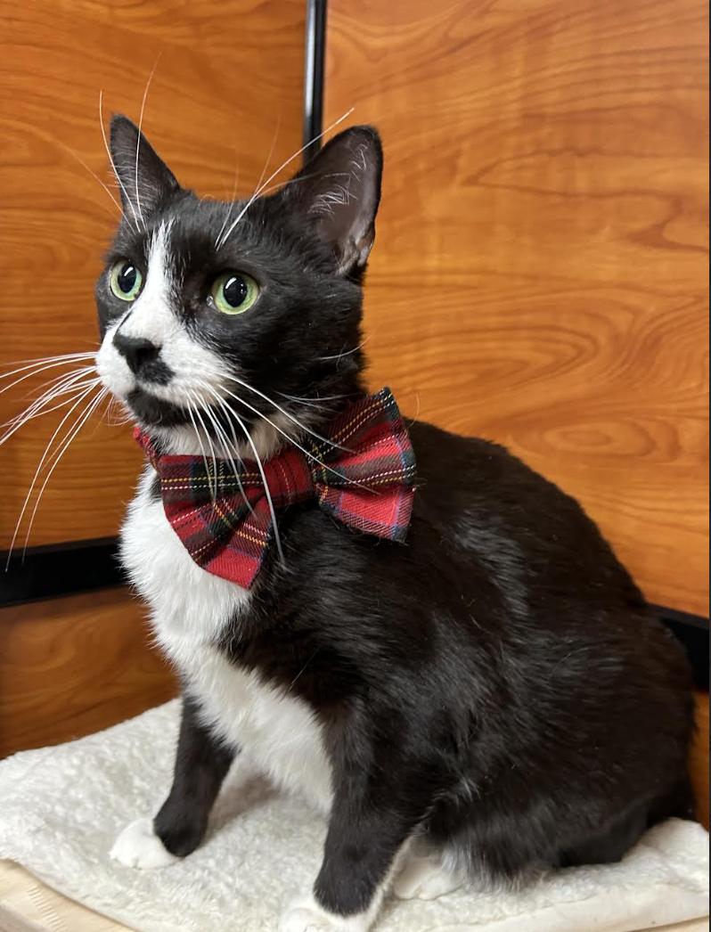 Mustache, an adopted Domestic Short Hair in Greenburgh, NY image 3/5