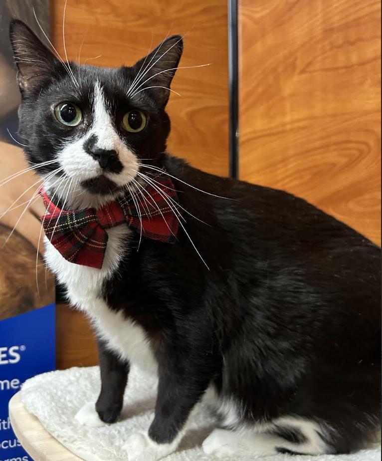 Mustache, an adopted Domestic Short Hair in Greenburgh, NY image 2/5