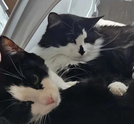 Luciana & Marina, ADOPTABLE, Adult Female Domestic Medium Hair.