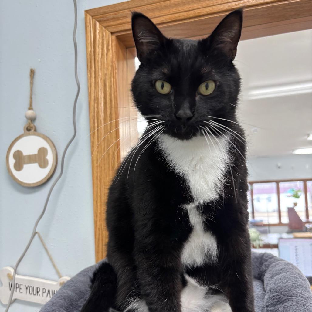 Enlarge Vinyl , a ADOPTABLE Domestic Short Hair in Crookston, MN image 3/5