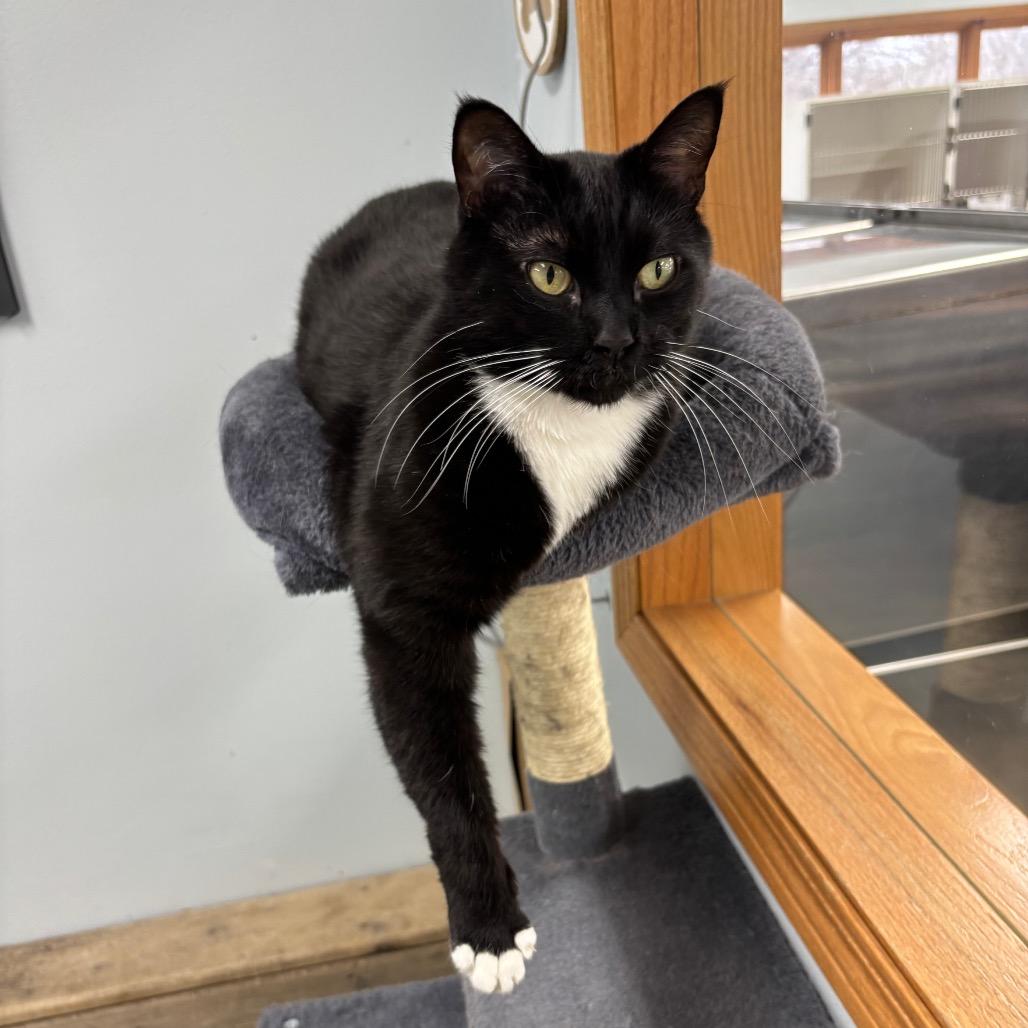 Enlarge Vinyl , a ADOPTABLE Domestic Short Hair in Crookston, MN image 1/5