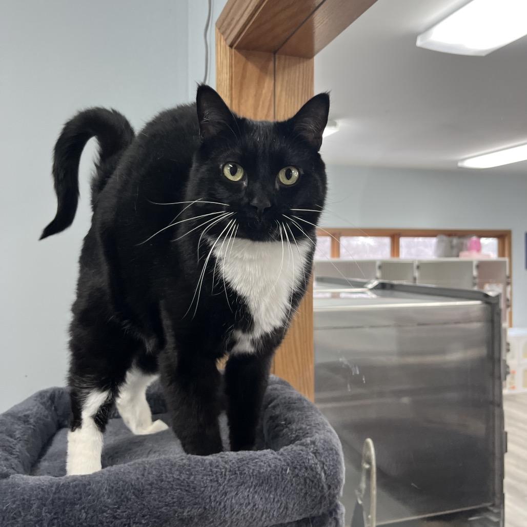 Enlarge Vinyl , a ADOPTABLE Domestic Short Hair in Crookston, MN image 4/5