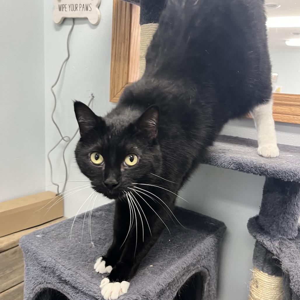 Enlarge Vinyl , a ADOPTABLE Domestic Short Hair in Crookston, MN image 5/5