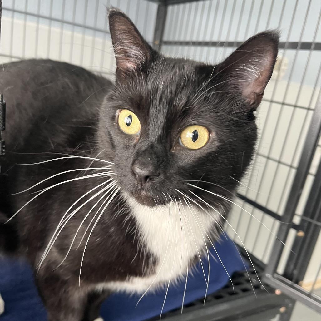 Enlarge Vinyl , a ADOPTABLE Domestic Short Hair in Crookston, MN image 1/1