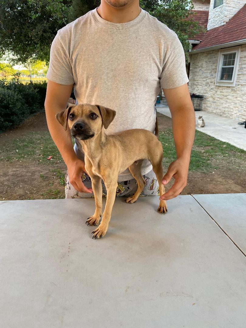 VENUS, an adoptable Chihuahua & Pug Mix in San Antonio, TX_image-1