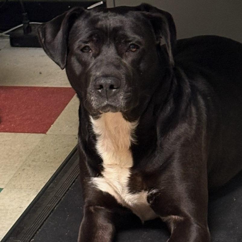 Enlarge Willow, a Adoptable Pit Bull Terrier in Brooksville, KY image 1/2