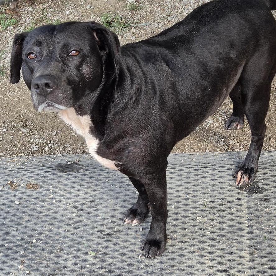 Enlarge Willow, a Adoptable Pit Bull Terrier in Brooksville, KY image 2/6