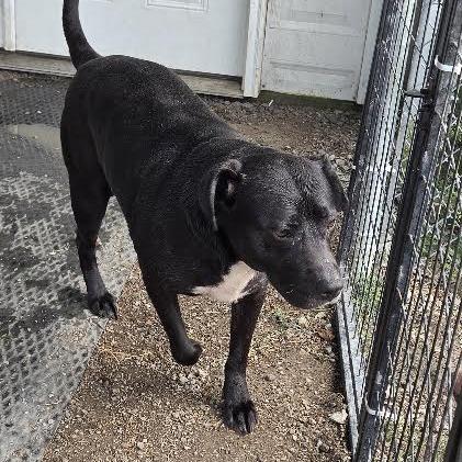 Enlarge Willow, a Adoptable Pit Bull Terrier in Brooksville, KY image 3/6
