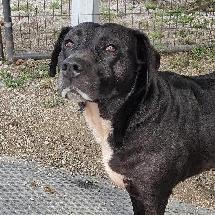 Enlarge Willow, a Adoptable Pit Bull Terrier in Brooksville, KY image 4/6