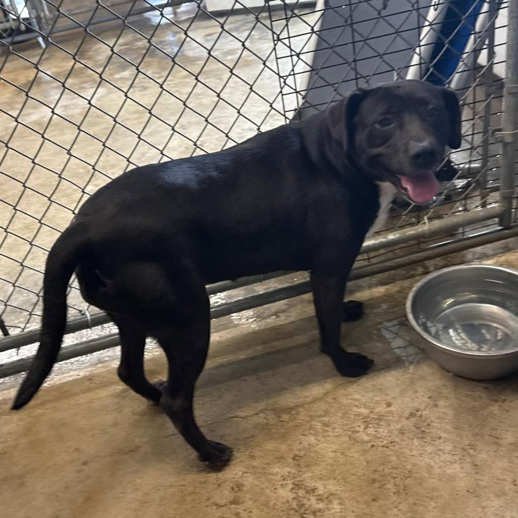 Enlarge Willow, a Adoptable Pit Bull Terrier in Brooksville, KY image 5/6