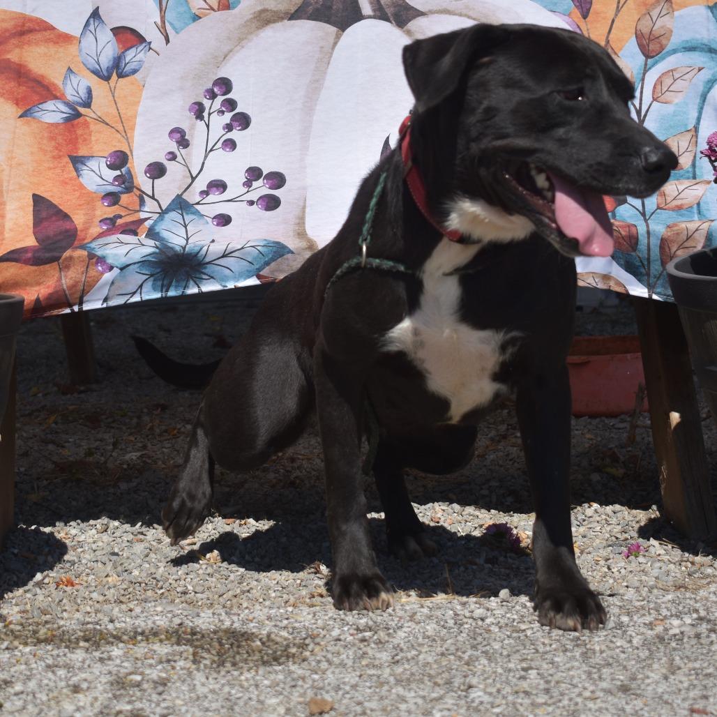Enlarge Willow, a Adoptable Pit Bull Terrier in Brooksville, KY image 2/2