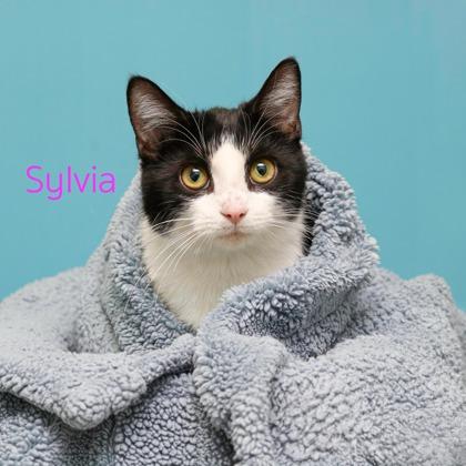 Enlarge Sylvia, a Adoptable mixed breed in Parma, OH image 1/1