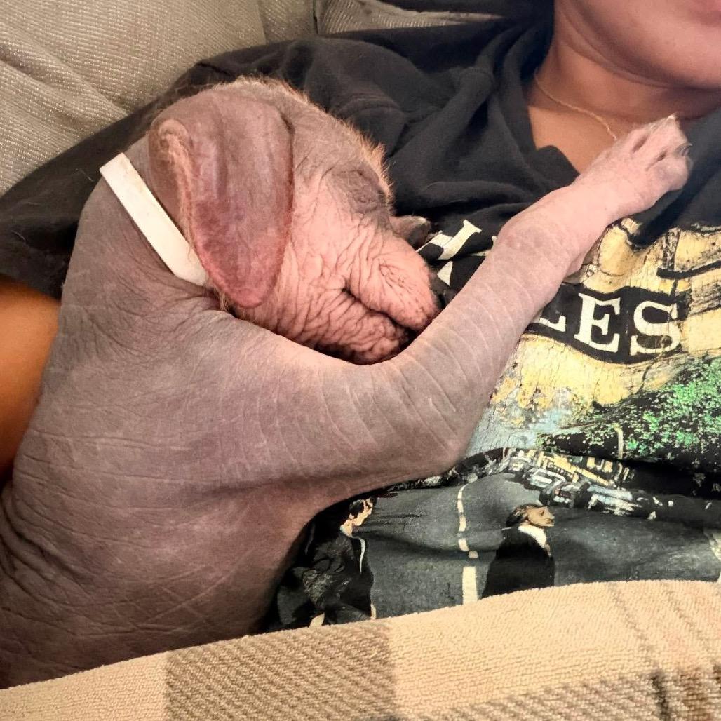 Rio, Adoptable, Puppy Male Xoloitzcuintli / Mexican Hairless & Mixed Breed.