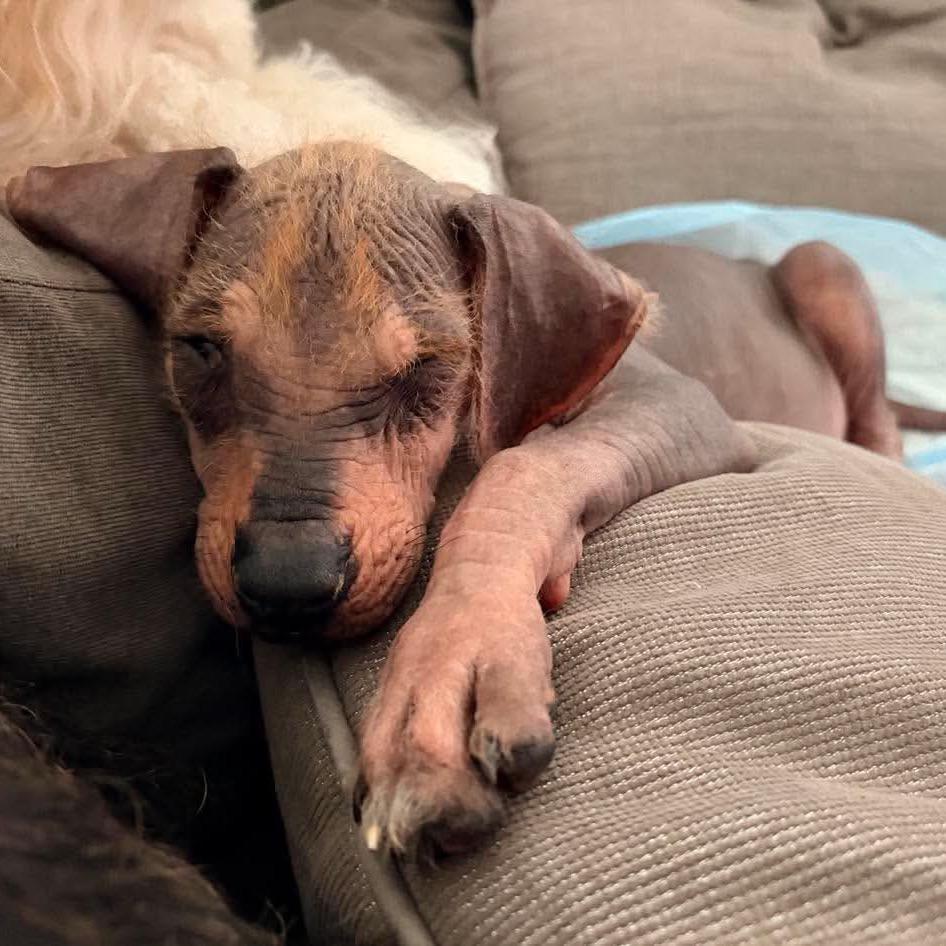 Rio, a Adoptable mixed breed in Pearland, TX image 2/6
