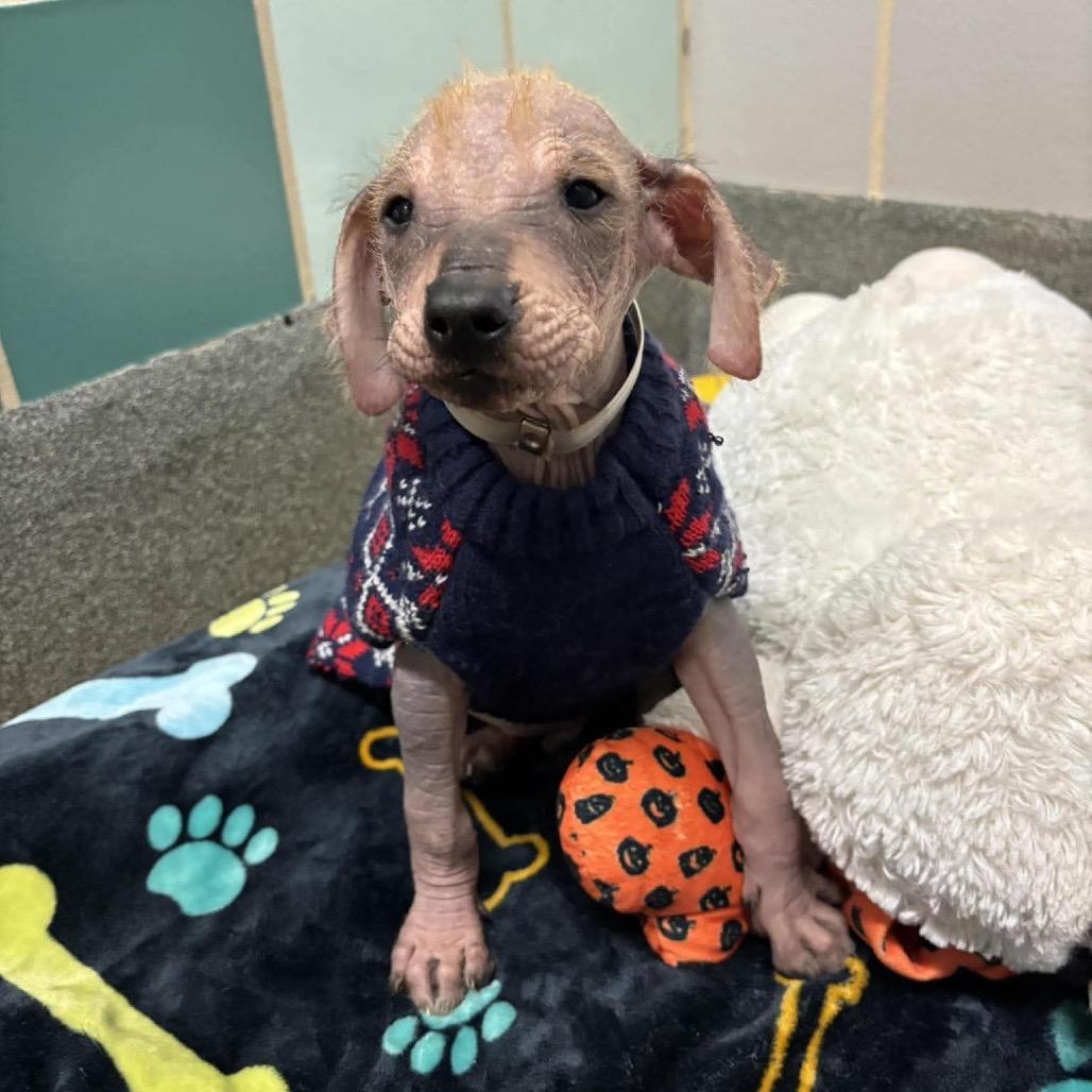 Rio, a Adoptable mixed breed in Pearland, TX image 5/6