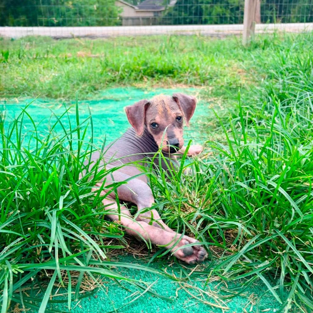 Rio, a Adoptable mixed breed in Pearland, TX image 6/6