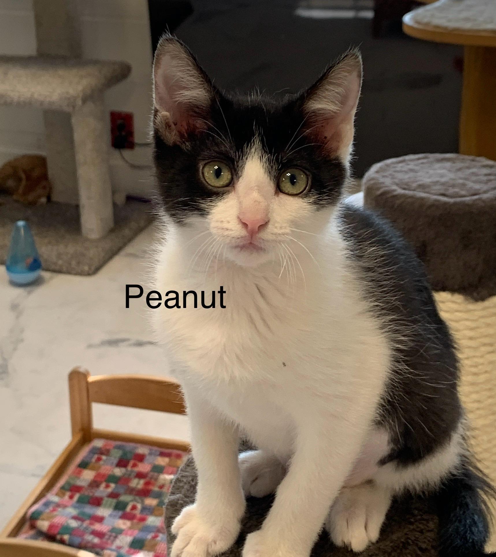 Peanut, a ADOPTABLE Domestic Short Hair in Saint Charles, MO image 2/2