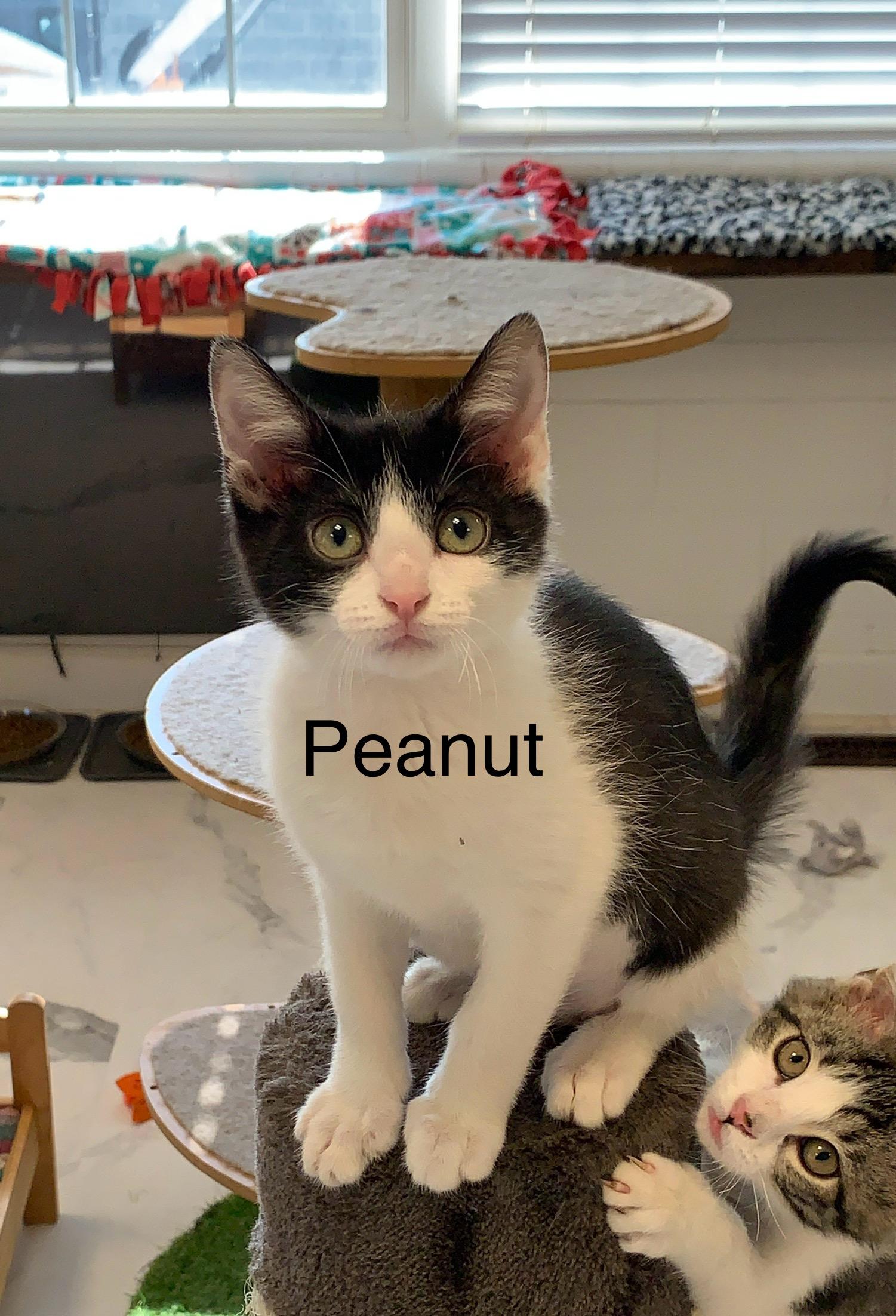 Peanut, ADOPTABLE, Kitten Female Domestic Short Hair.