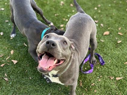 Sprite, Adoptable, Young Female Terrier & Mixed Breed.