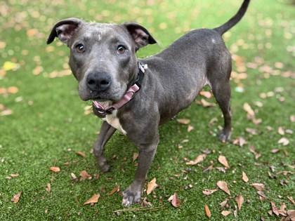 Sprite, a Adoptable mixed breed in Gainesville, FL image 1/2