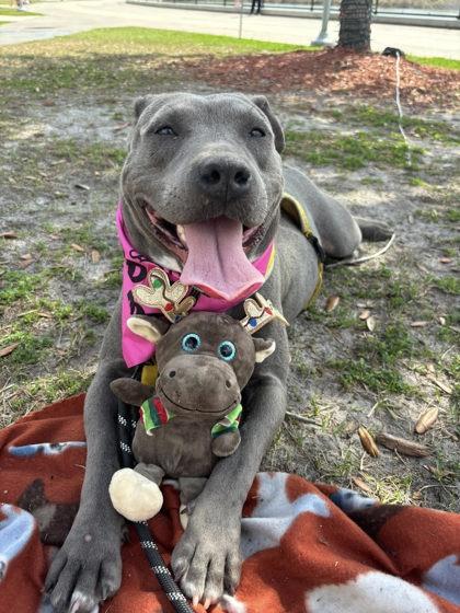 Sprite, a Adoptable mixed breed in Gainesville, FL image 2/2