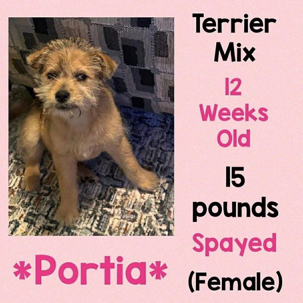 Enlarge Portia, a Adopted mixed breed in Amherst, NY image 1/1