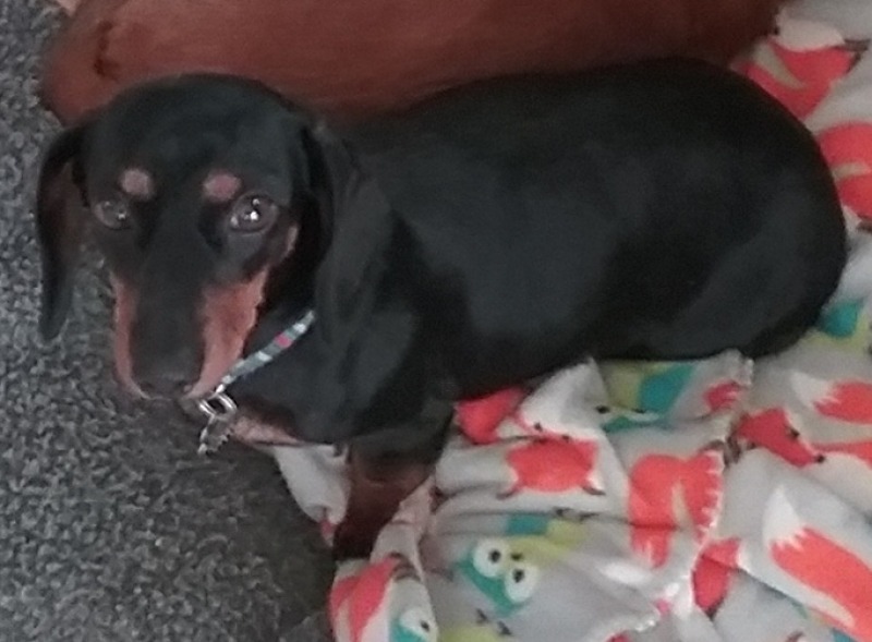 Abby (MD), a Adoptable Dachshund image 1/2