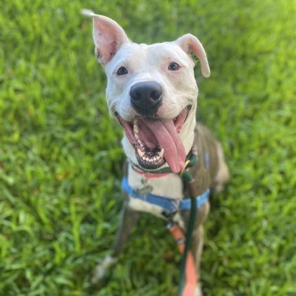 Little Girl, Adoptable, Adult Female Pit Bull Terrier & Mixed Breed.