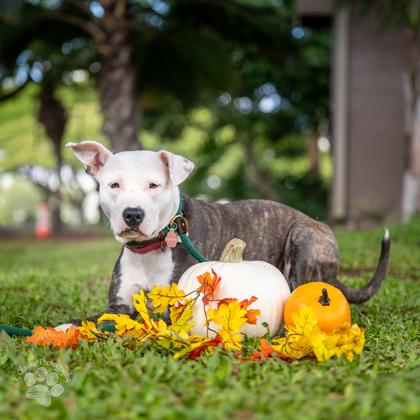 Little Girl, Adoptable, Adult Female Pit Bull Terrier & Mixed Breed.