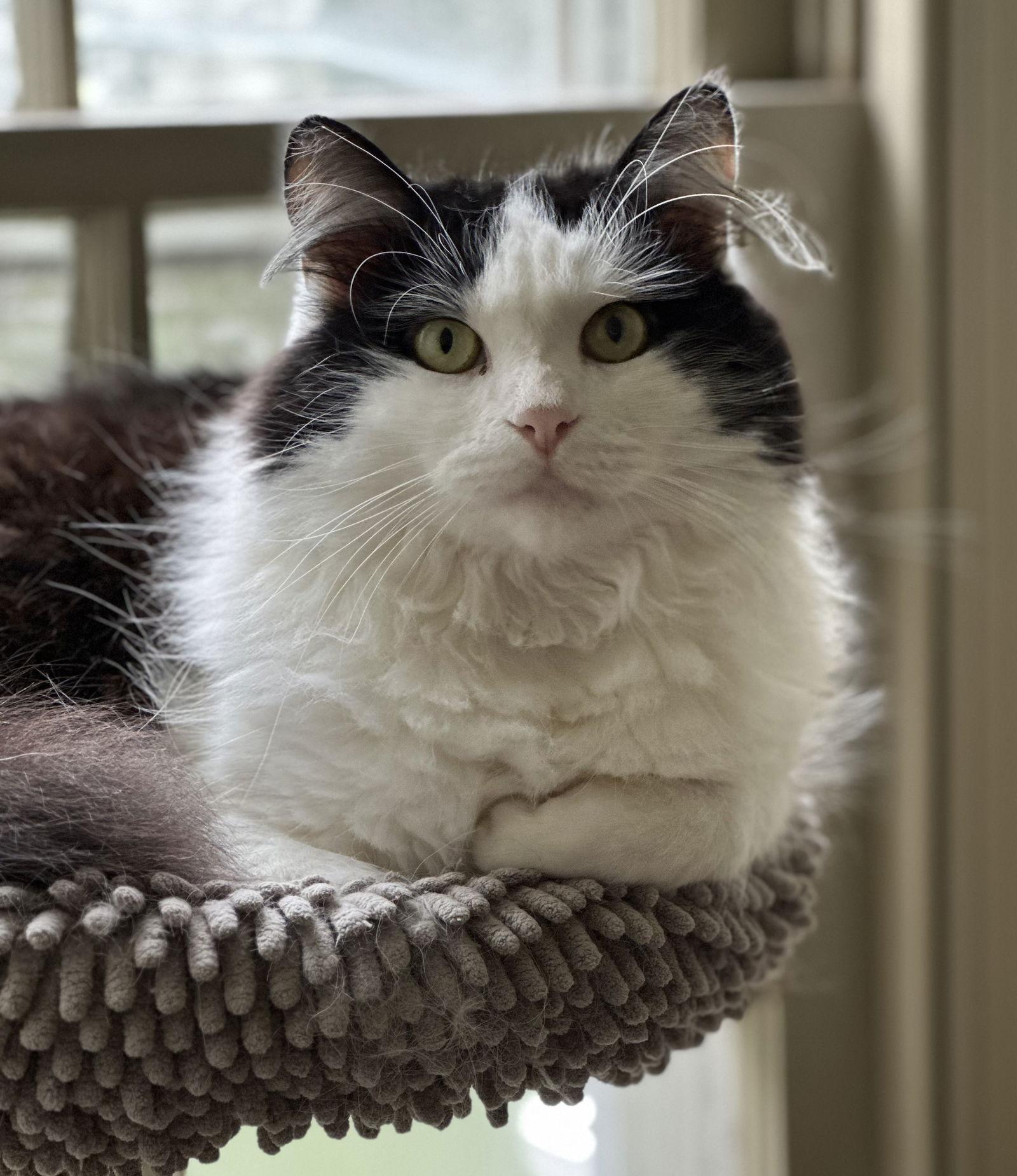 Cotton, Adopted, Adult Female Domestic Medium Hair & Maine Coon.