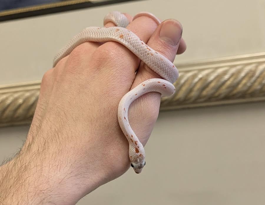 Enlarge Valentine, a ADOPTABLE Corn / Rat in South Elgin, IL image 1/2