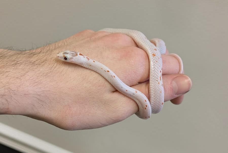 Enlarge Valentine, a ADOPTABLE Corn / Rat in South Elgin, IL image 2/2