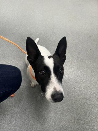 Gingersnap thumbnail 2