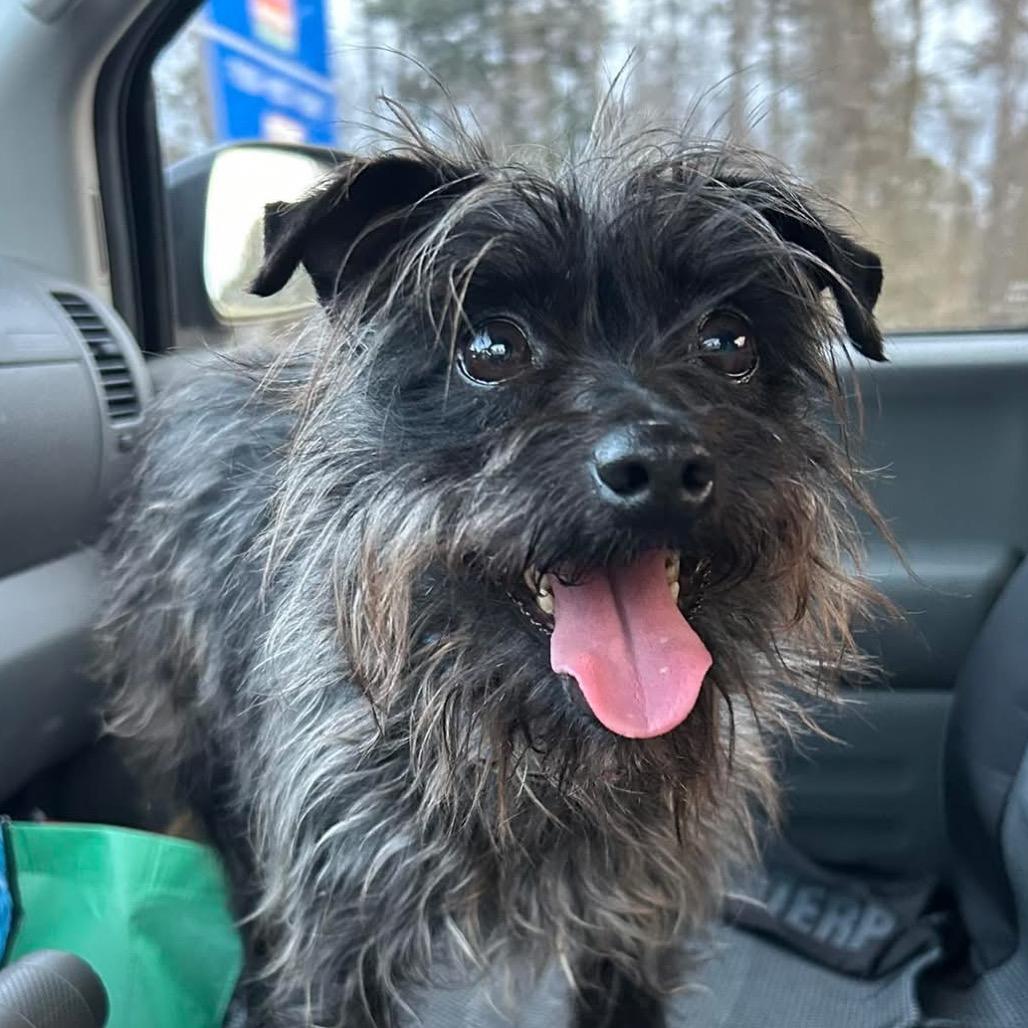 Swayze, Adoptable, Senior Male Mixed Breed.