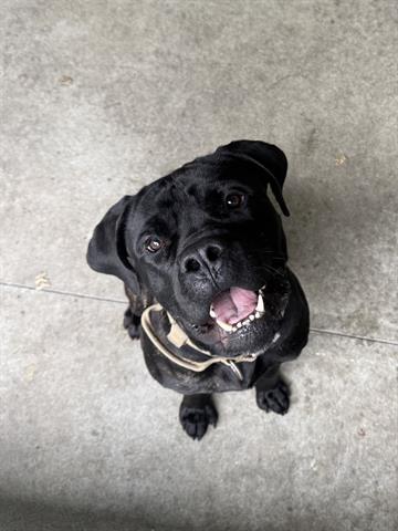 Enlarge PLUTO, a Adoptable Cane Corso in San Martin, CA image 1/1