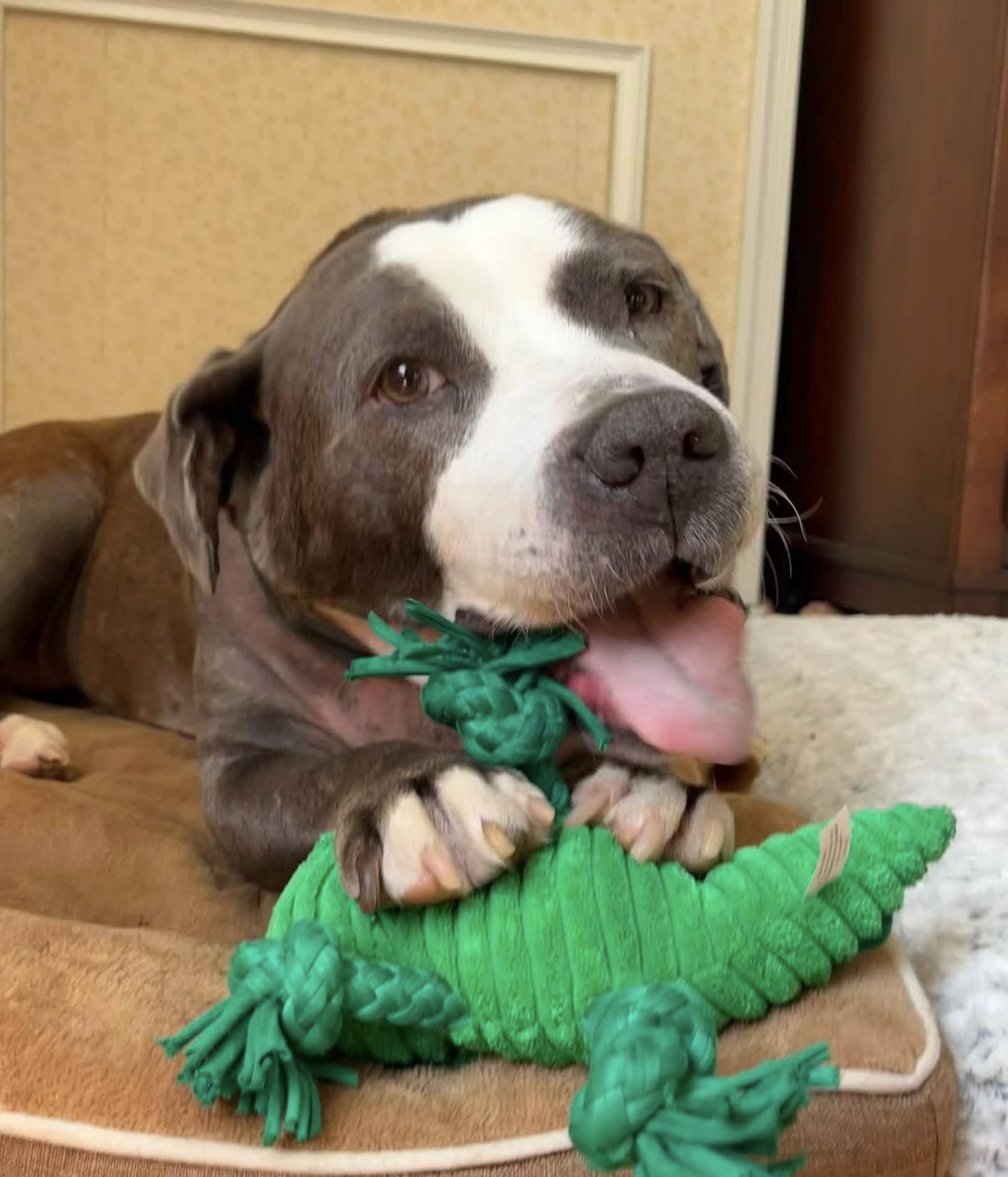 Hurricane, a ADOPTABLE Pit Bull Terrier in Tinton Falls, NJ image 3/6