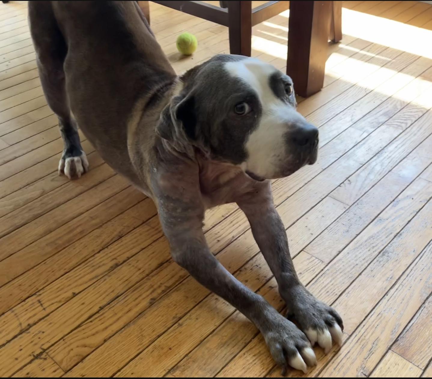 Hurricane, a ADOPTABLE Pit Bull Terrier in Tinton Falls, NJ image 6/6