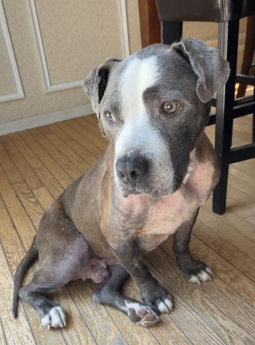 Hurricane, a ADOPTABLE Pit Bull Terrier in Tinton Falls, NJ image 4/6