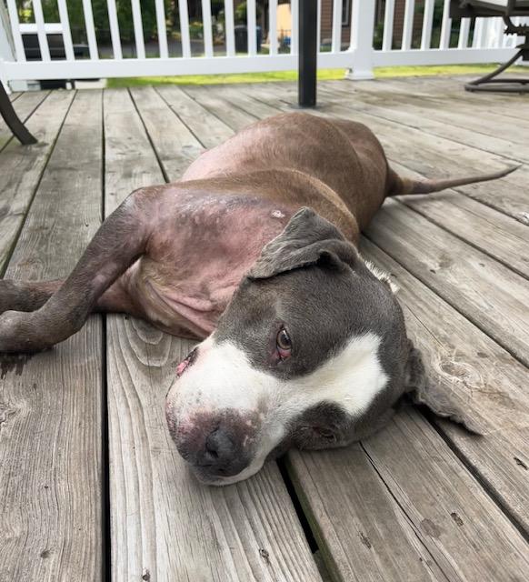 Hurricane, a ADOPTABLE Pit Bull Terrier in Tinton Falls, NJ image 5/6
