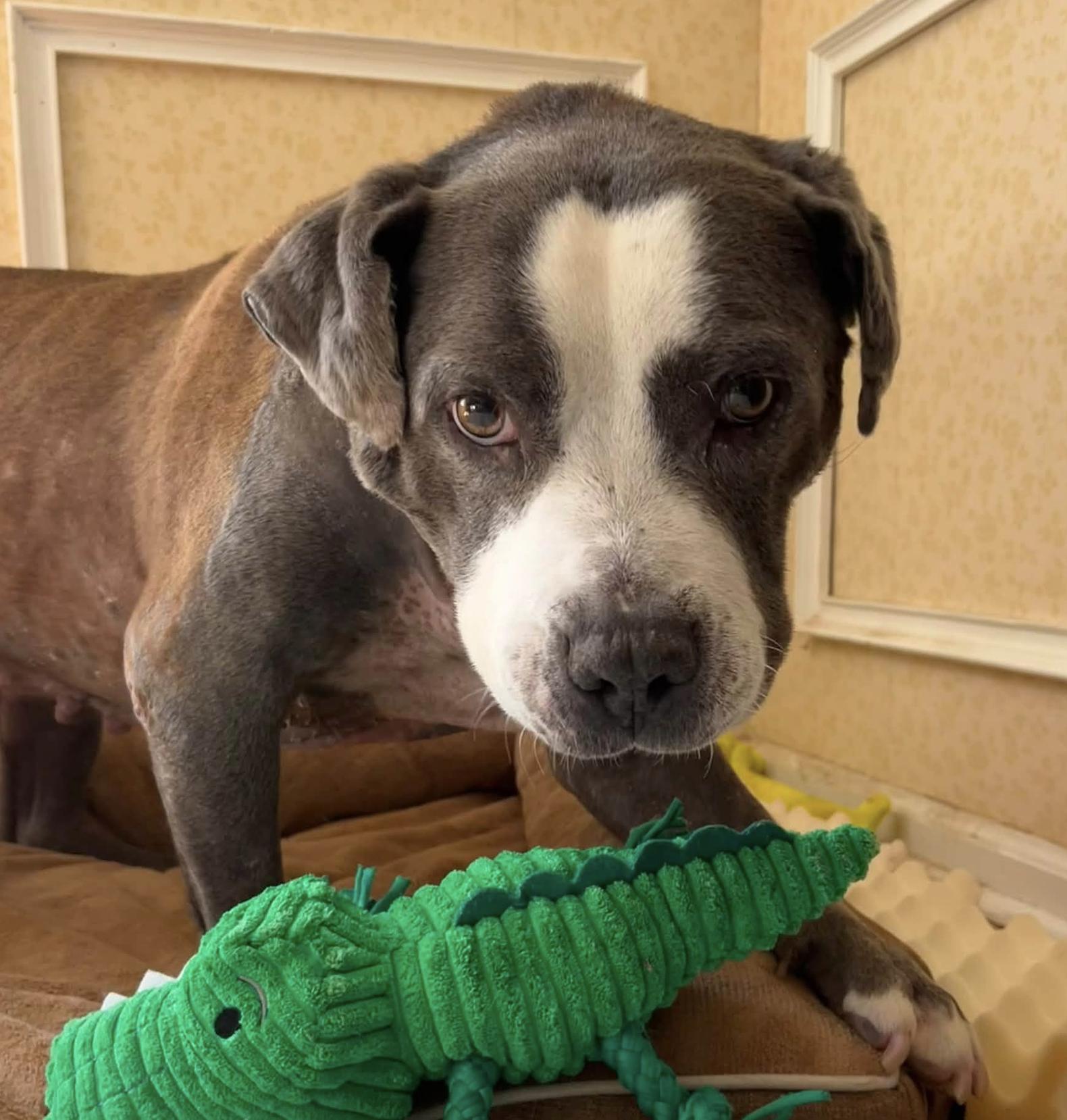 Hurricane, a ADOPTABLE Pit Bull Terrier in Tinton Falls, NJ image 2/6