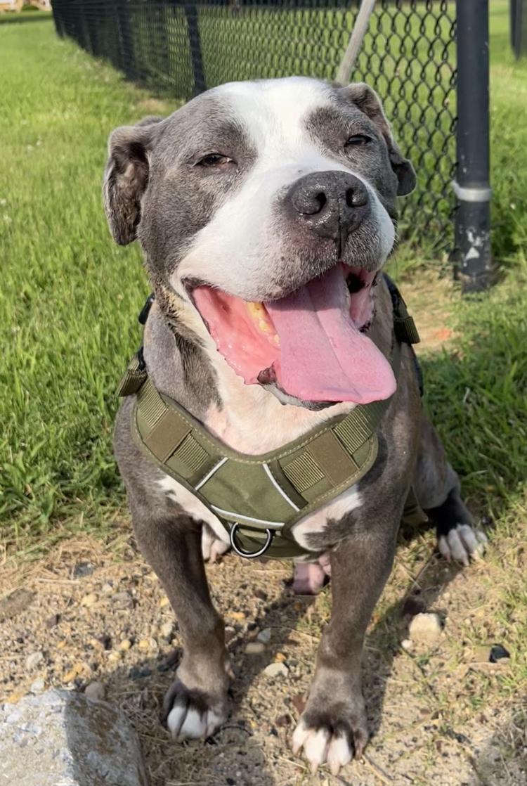 Hurricane, a ADOPTABLE Pit Bull Terrier in Tinton Falls, NJ image 1/6