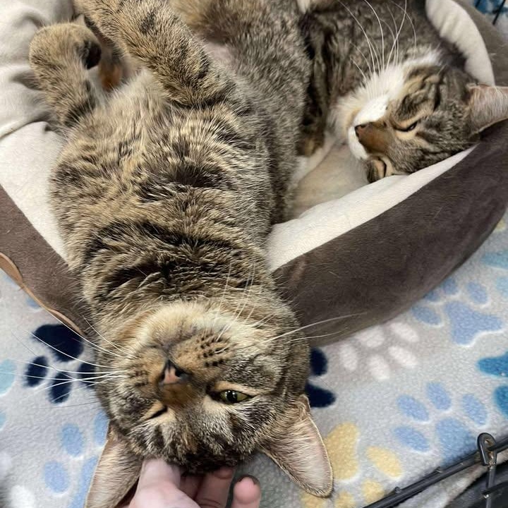 Enlarge Bunny, a ADOPTABLE Domestic Short Hair in Winthrop, ME image 2/3