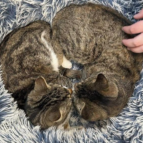 Enlarge Bunny, a ADOPTABLE Domestic Short Hair in Winthrop, ME image 3/3