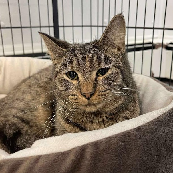 Bunny, ADOPTABLE, Young Female Domestic Short Hair.