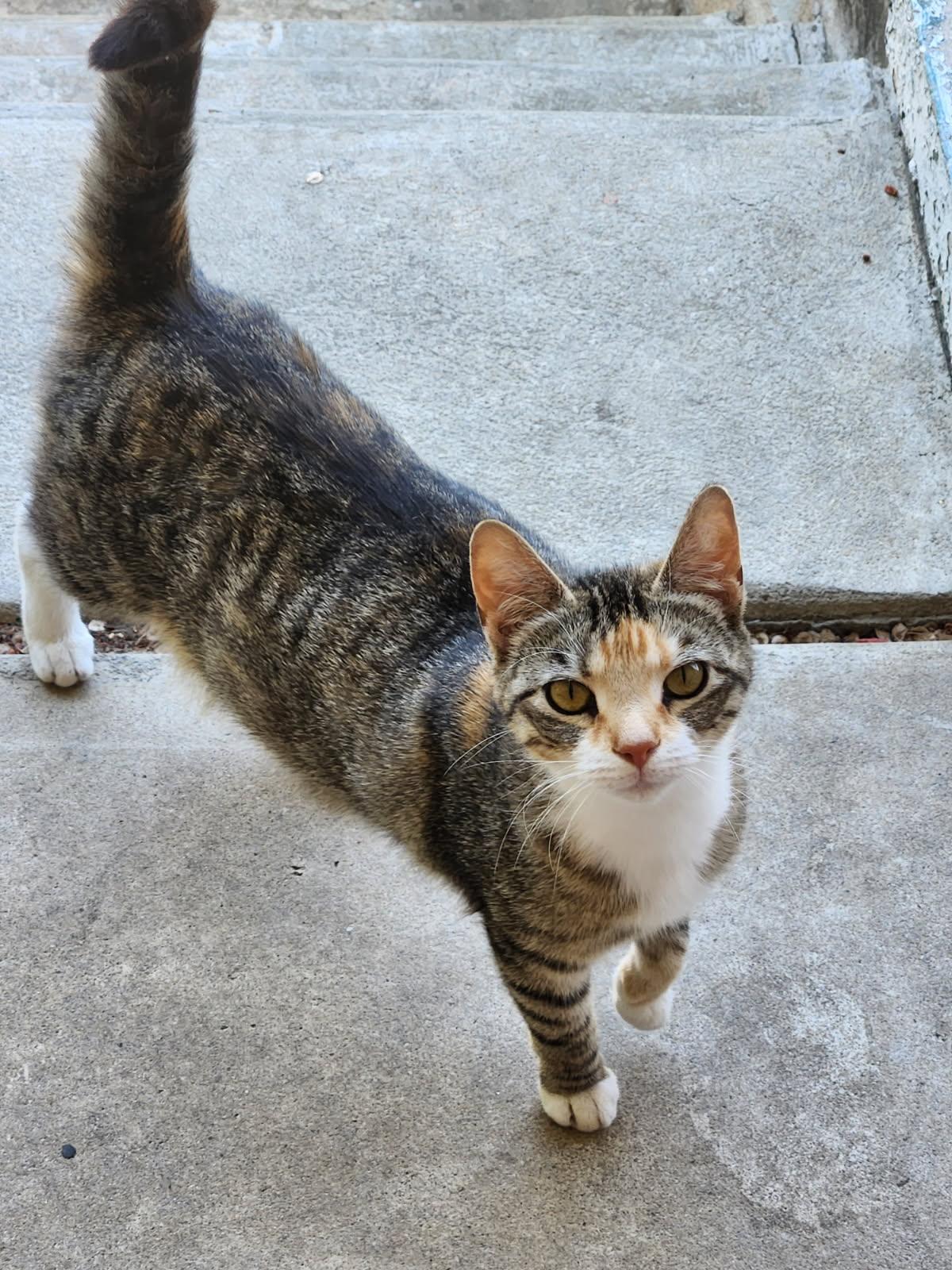 Loretta, Adoptable, Young Female Calico & Tabby.