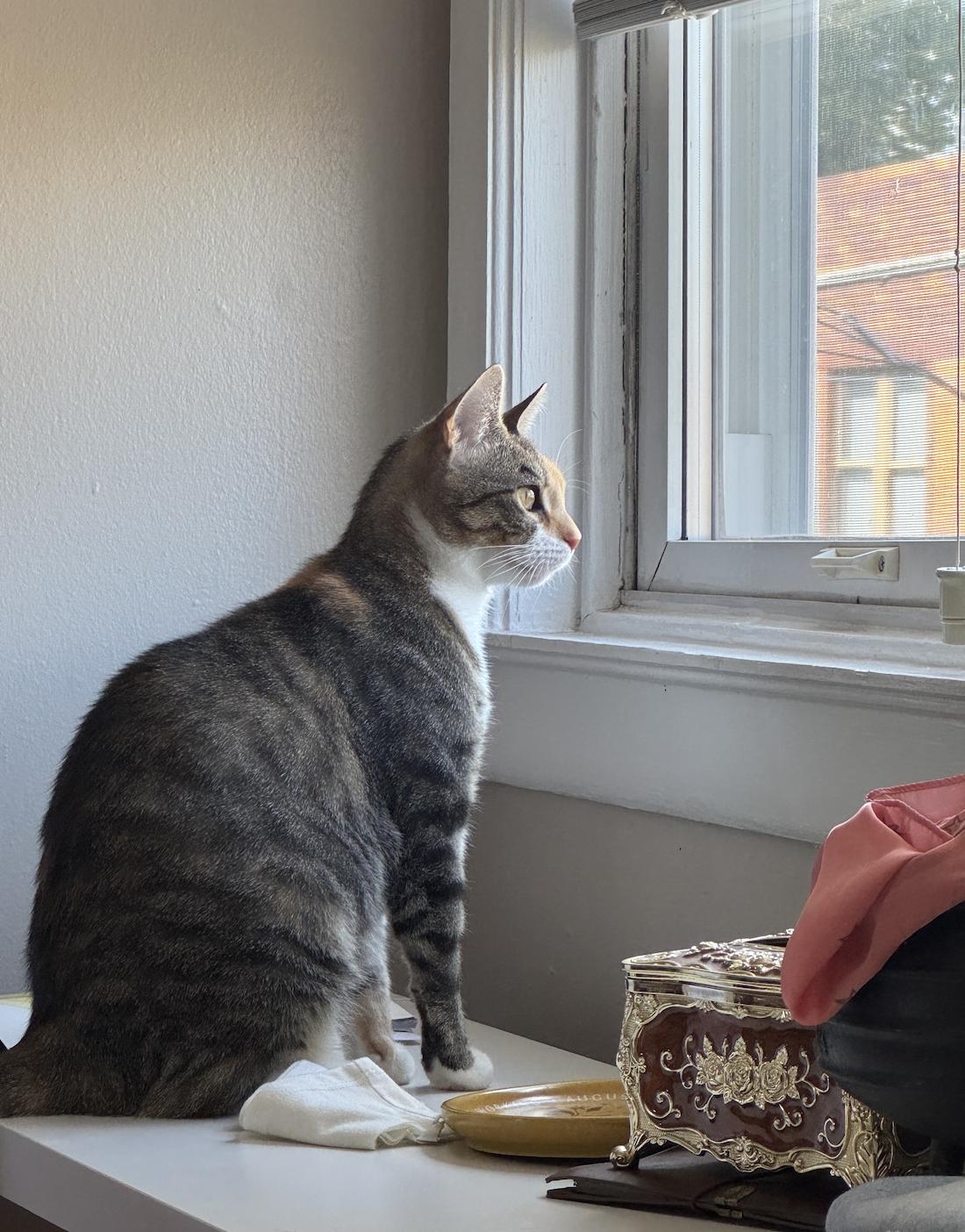 Loretta, a Adoptable mixed breed in Philadelphia, PA image 2/6