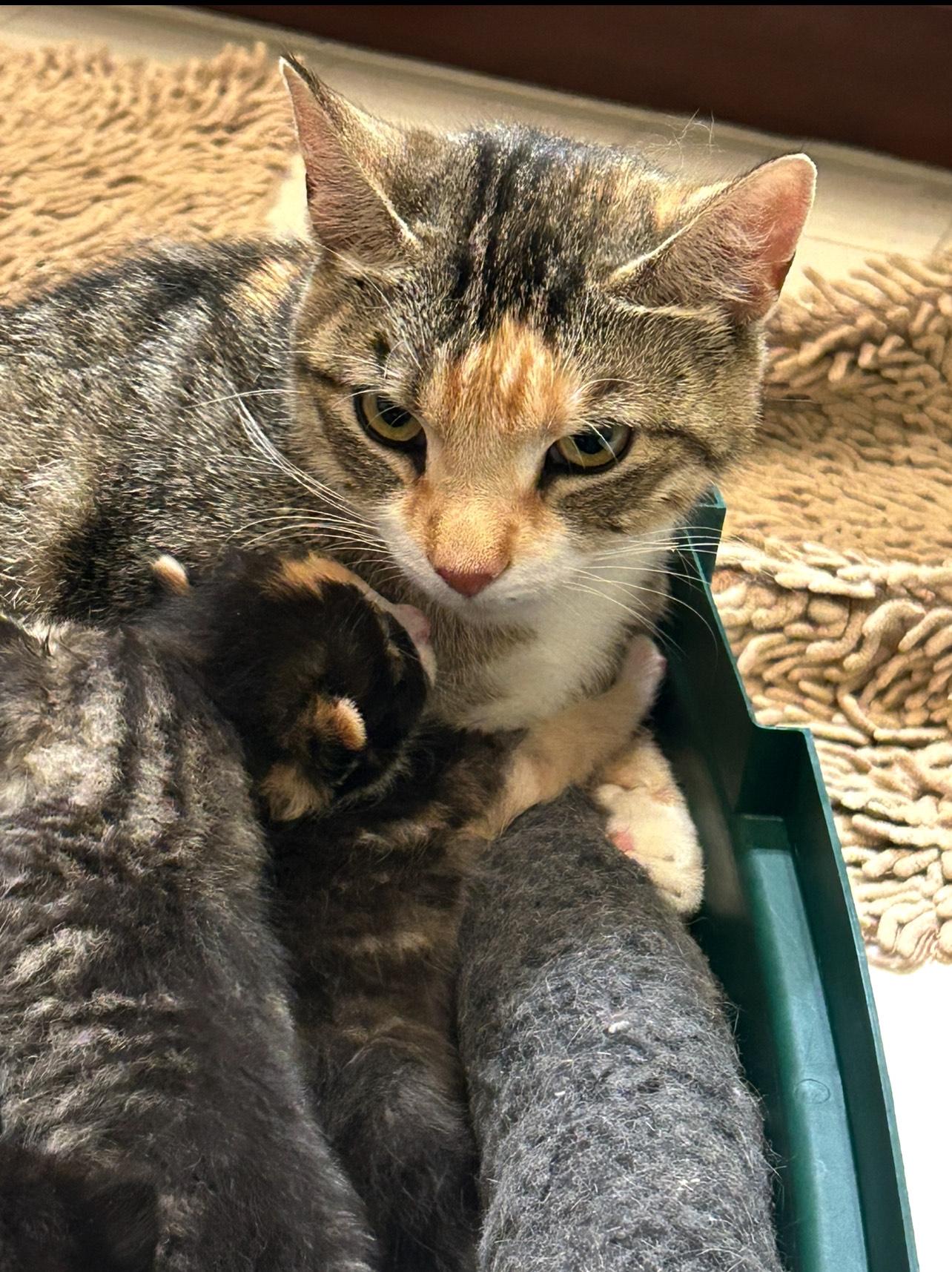 Loretta, a Adoptable mixed breed in Philadelphia, PA image 3/6